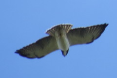 Buteo brachyurus