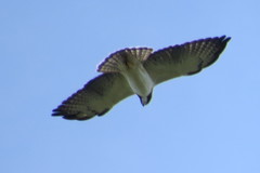 Buteo brachyurus