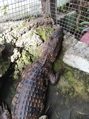 Caiman