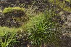 Hechtia laxissima