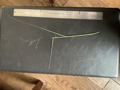 Eragrostis capillaris