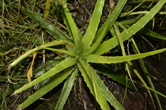 Hechtia laxissima
