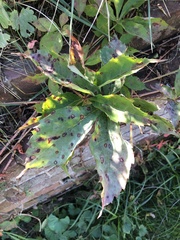 Phyllosticta quinquefoliae