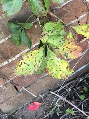 Phyllosticta quinquefoliae