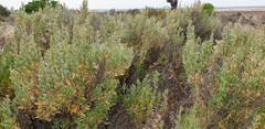 Atriplex paludosa