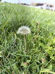 Taraxacum