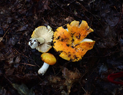 Russula xantho