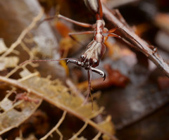 Odontomachus chelifer
