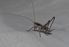 Yersinella beybienkoi