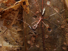 Odontomachus chelifer