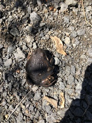 Limnodynastes dumerilii dumerilii