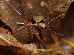 Odontomachus chelifer