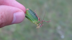 Barbitistes fischeri