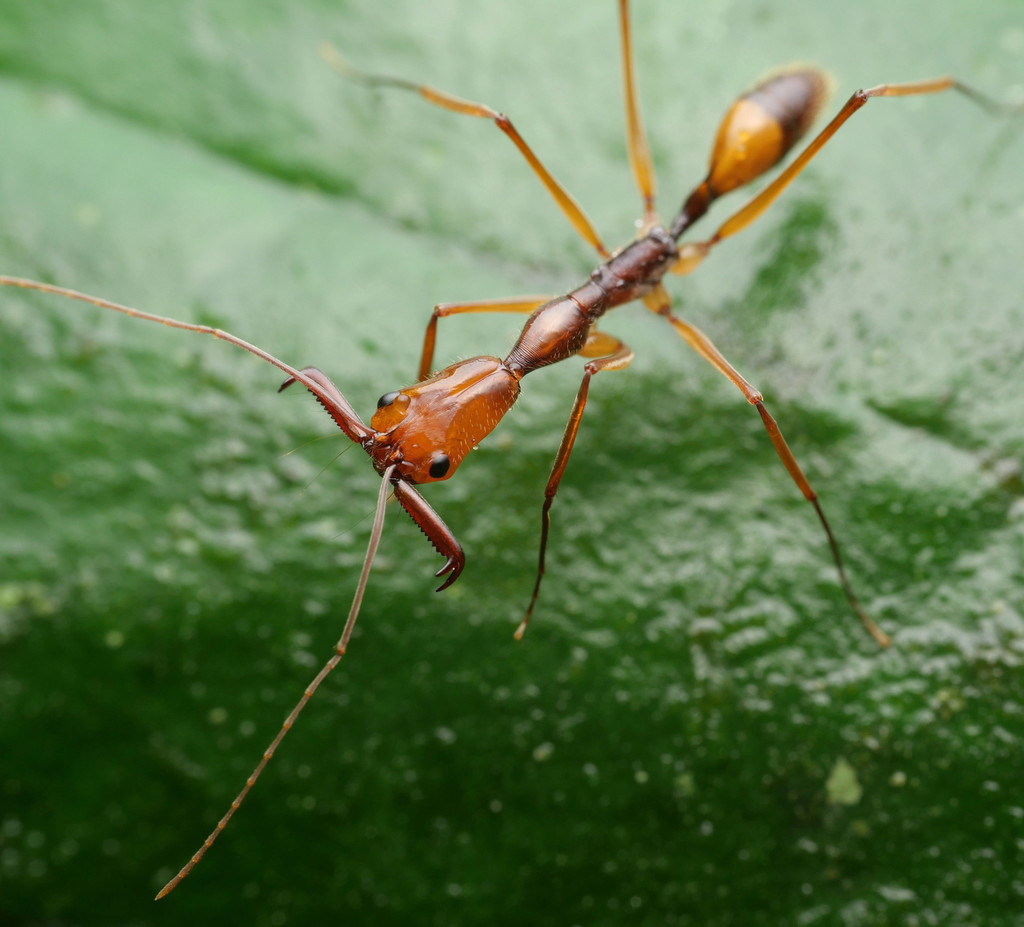 Odontomachus hastatus
