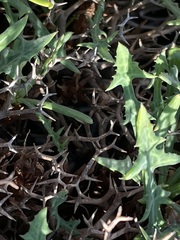 Launaea cervicornis