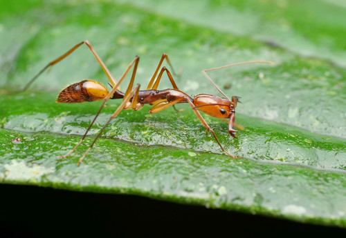 Odontomachus hastatus photo 3