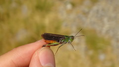 Stenobothrus rubicundulus