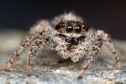 California Flattened Jumping Spider