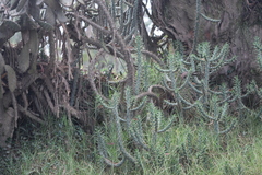 Austrocylindropuntia