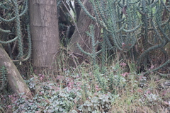 Austrocylindropuntia