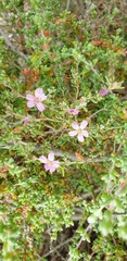 Frankenia pauciflora