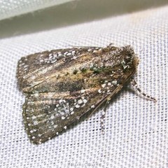 Condica pagetophagus