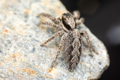 California Flattened Jumping Spider