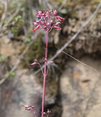 Kalanchoe fedtschenkoi