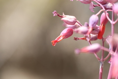 Kalanchoe fedtschenkoi