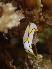 Chelidonura pallida