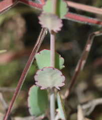 Kalanchoe fedtschenkoi