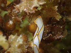 Chelidonura pallida