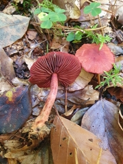 Cortinarius sanguineus