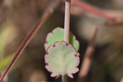 Kalanchoe fedtschenkoi