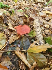 Cortinarius sanguineus