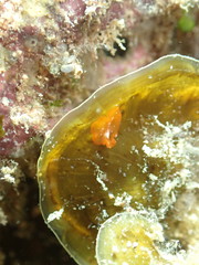 Phrikoceros baibaiye