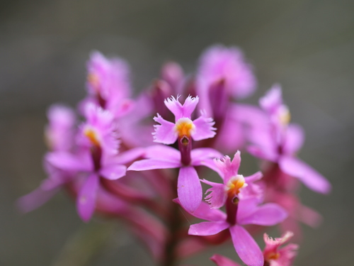Image of Epidendrum arachnoglossum by (c) Steven Bodzin, some rights reserved (CC BY)