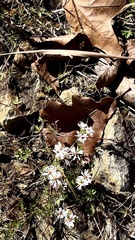 Symphyotrichum depauperatum