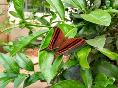 Marpesia zerynthia
