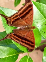 Marpesia zerynthia