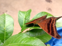 Marpesia zerynthia