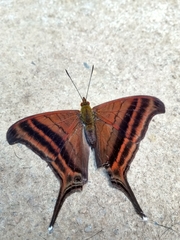 Marpesia zerynthia