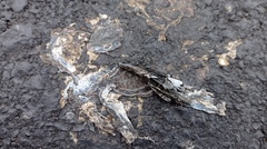 Medopheos edracanthus