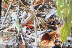 Aspidoscelis angusticeps angusticeps