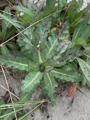 Sonchus megalocarpus