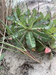 Sonchus megalocarpus