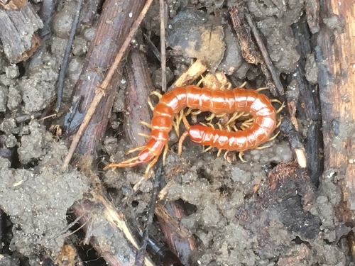 Eastern Red Centipede photo 6