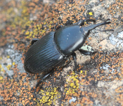 Scyphophorus