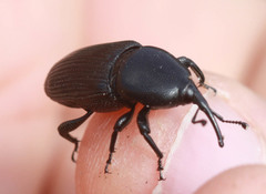 Scyphophorus