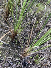 Cladium mariscus jamaicense